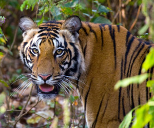 Bandhavgarh-Tiger-Reserve