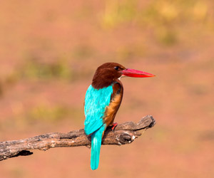 Bharatpur-Bird-Sanctuary