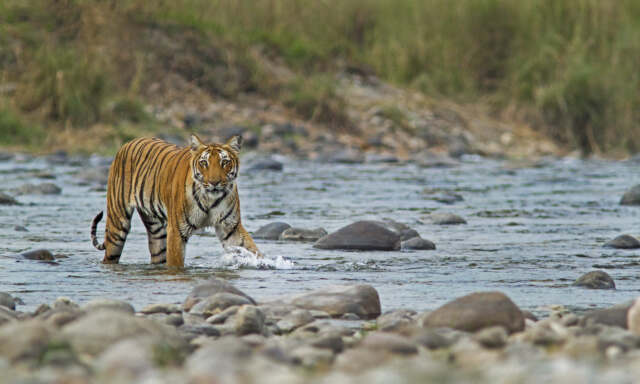 Bengal,Tiger,Crossing,A,River,In,Corbett,National,Park