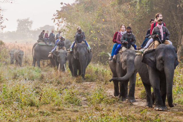 Elephant ride in Kaziranga National Park