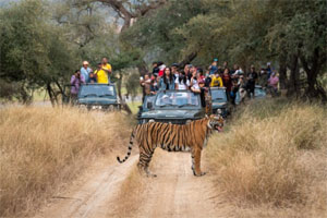 Ranthambore Jungle Safari